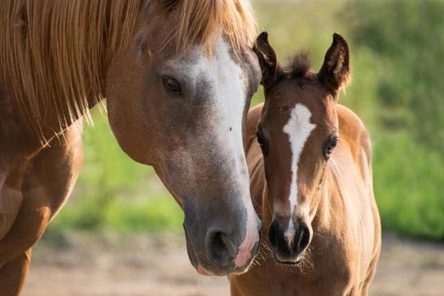 The Benefit of Probiotics & Prebiotics for Horses