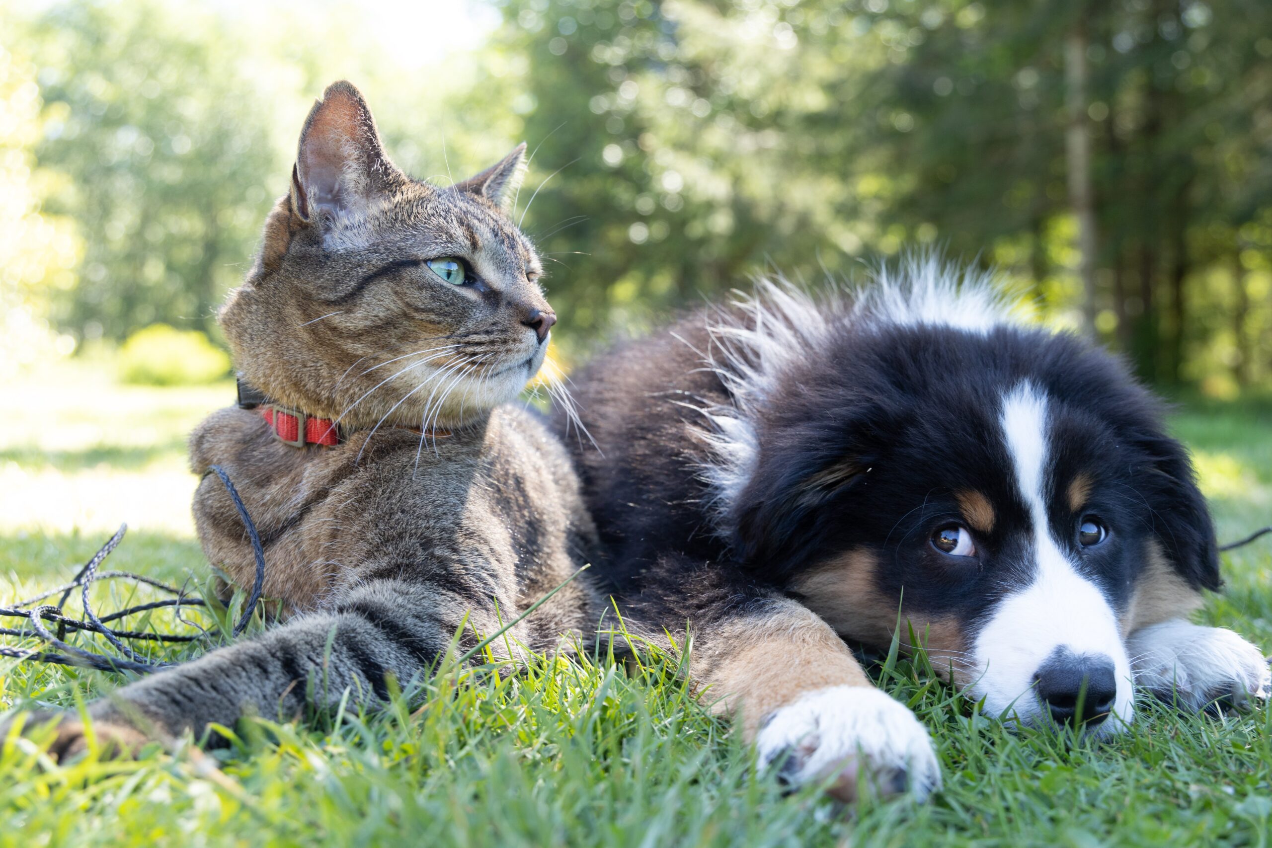Keep Your Pet’s Digestive System Healthy With Intesto-Guard